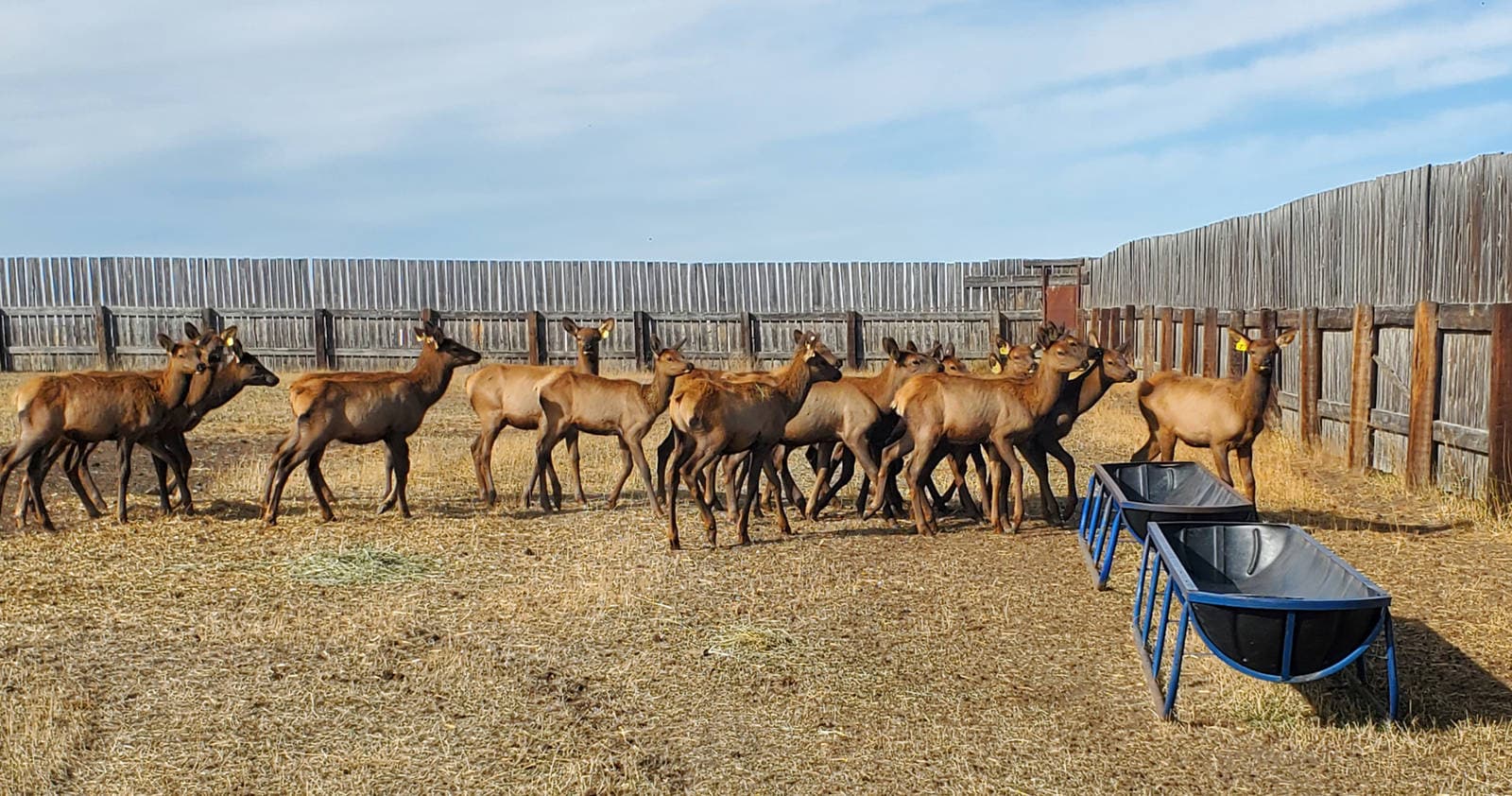 Natural Elk Ranch in Alberta
