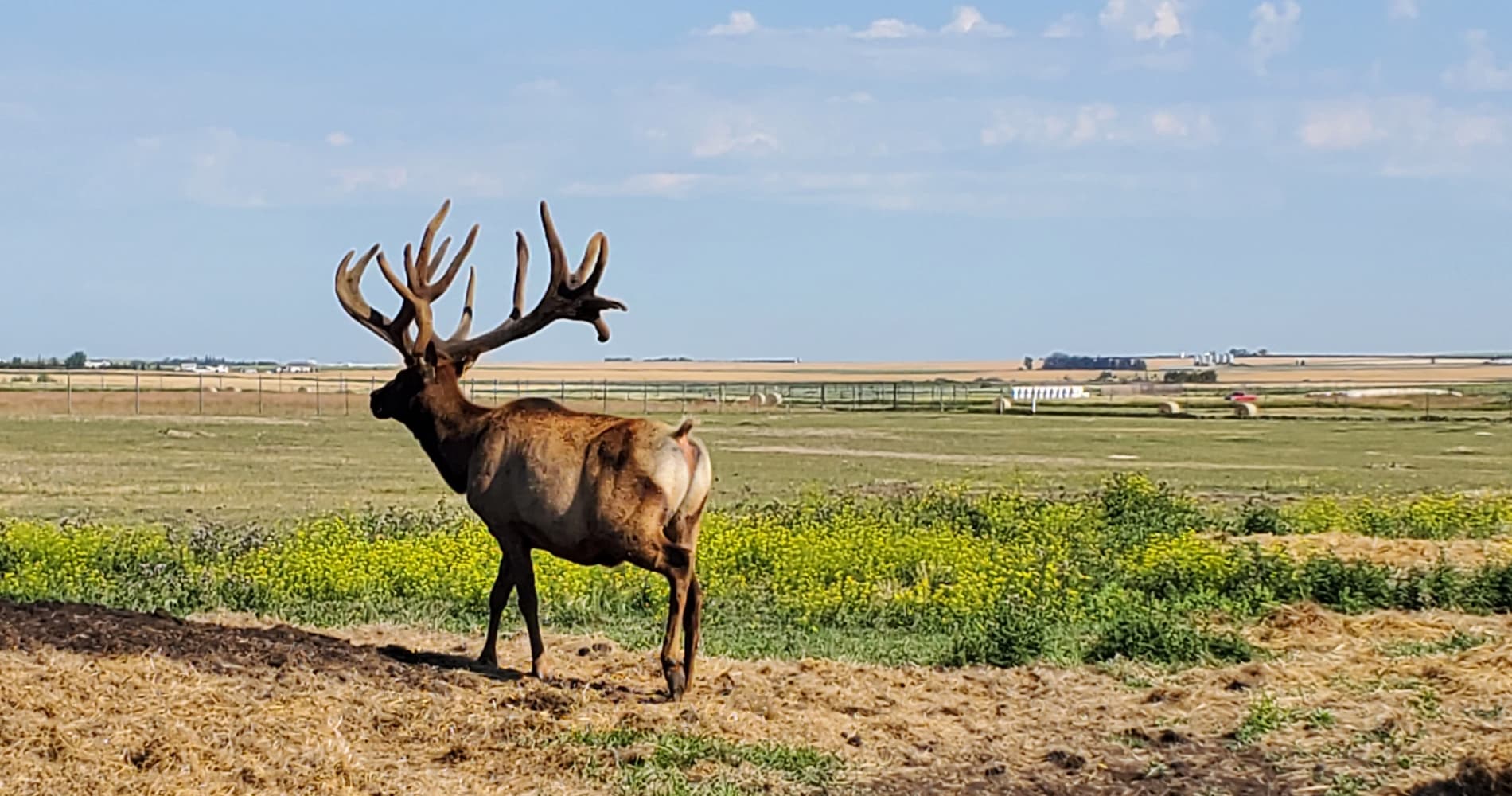 Natural Elk Products